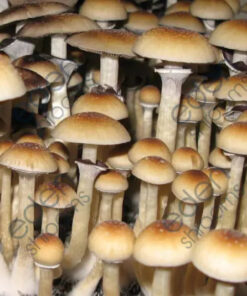 Eden Shrooms